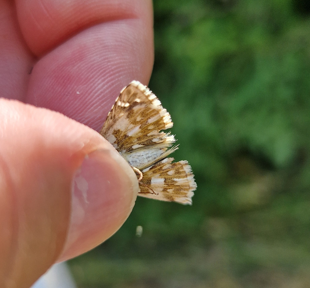 Pyrgus armoricanus - feles busalepke