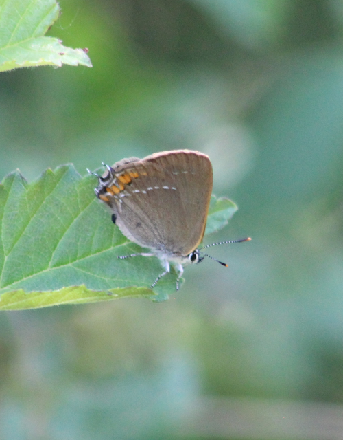 Satyrium acaciae - akác-csücsköslepke