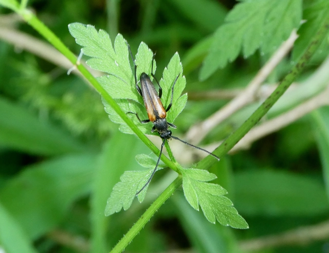 Stenurella melanura - feketevégű karcsúcincér