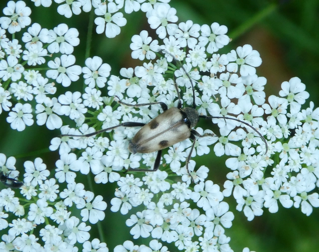 Pachytodes cerambyciformis - változékony virágcincér