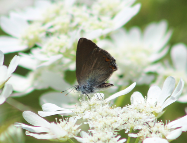 Satyrium acaciae - akác-csücsköslepke