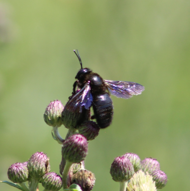 Xylocopa