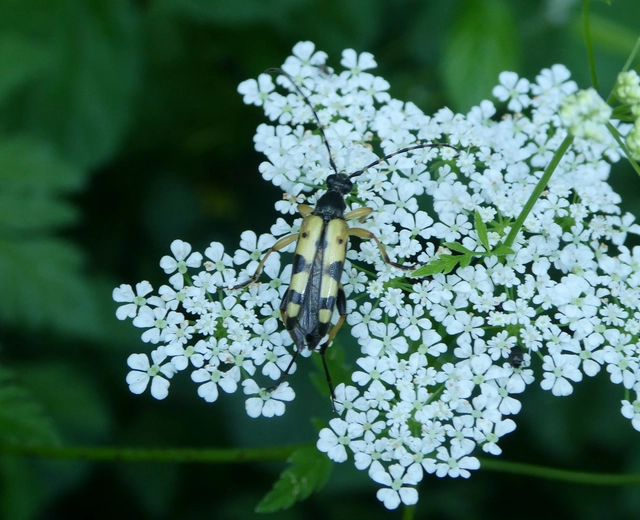 Rutpela maculata - tarkacsápú karcsúcincér