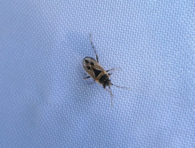 Xanthochilus quadratus - szegélyes díszesbodobács