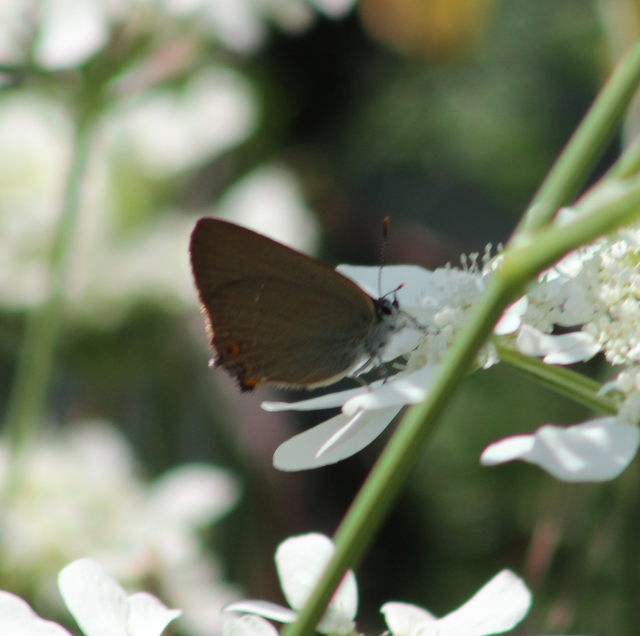 Satyrium acaciae - akác-csücsköslepke