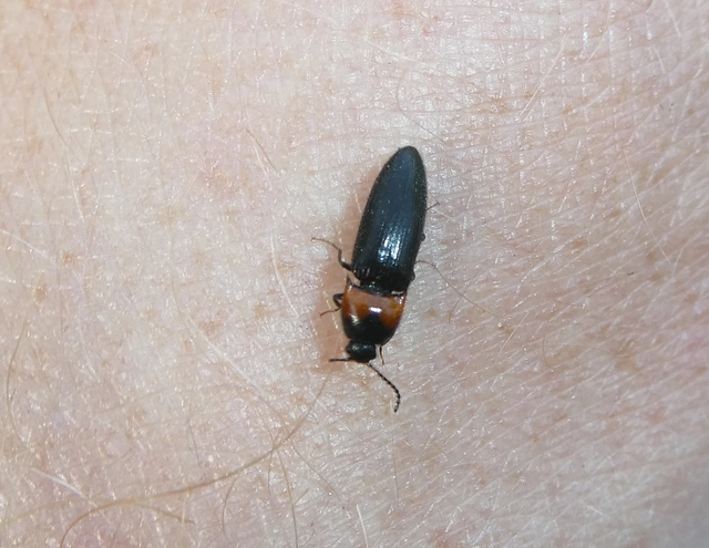 Ampedus sinuatus - felemásnyakú pattanó