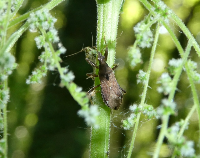 Himacerus mirmicoides - csalán-tolvajpoloska