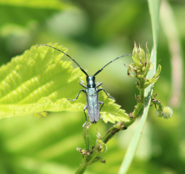Agapanthia intermedia - kék varfűcincér