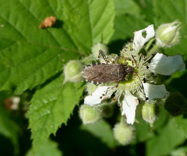 Ceraleptus gracilicornis - tüskéslábú karimáspoloska