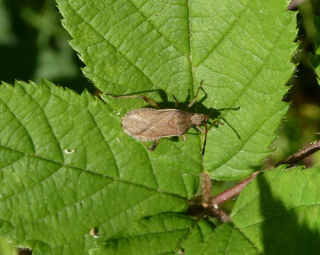 Ceraleptus lividus