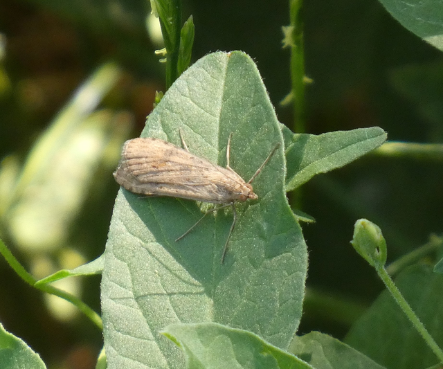 Nomophila noctuella - közönséges vándormoly