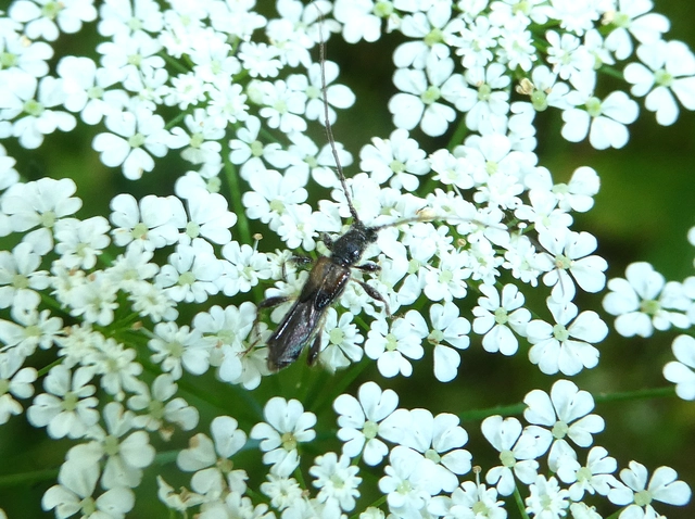 Molorchus umbellatarum - foltoslábú légycincér