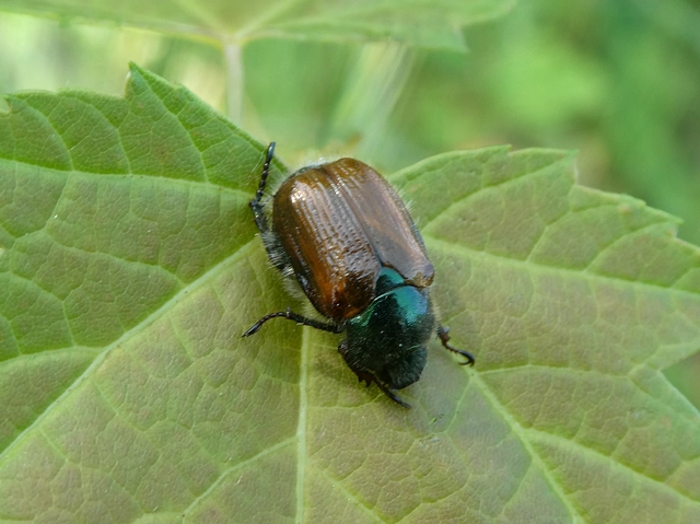Phyllopertha horticola - kerti szipoly