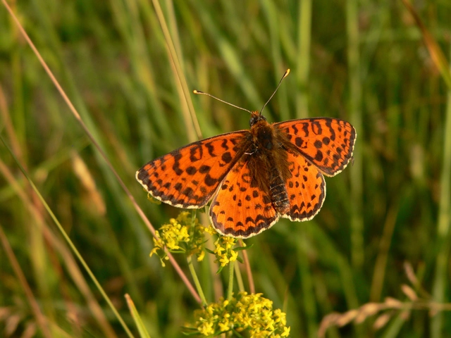 Melitaea didyma - tüzes tarkalepke