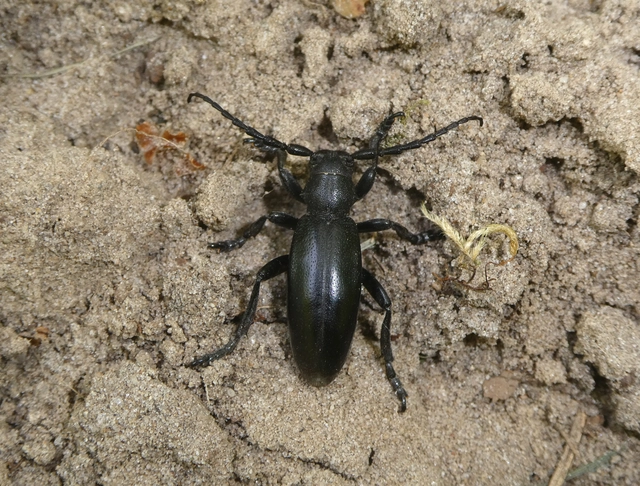 Dorcadion aethiops - fekete gyalogcincér