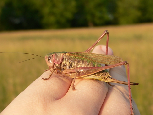 Decticus verrucivorus - szemölcsevő szöcske