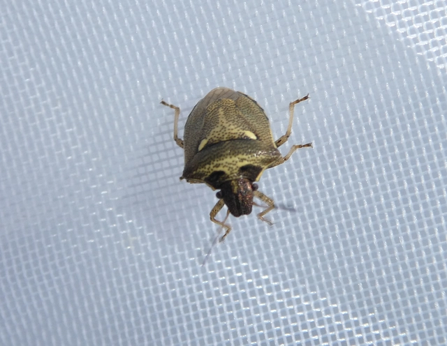 Eysarcoris aeneus - fémes feketefejű-poloska Eysarcoris aeneus - fémes feketefejű-poloska