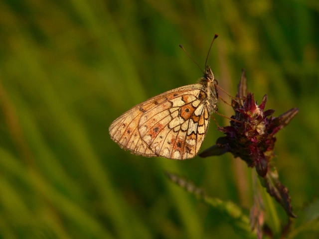 Boloria selene - fakó gyöngyházlepke