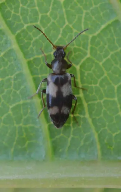 Notoxus trifasciatus - szalagos nyakszarvúbogár