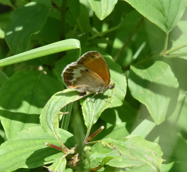 Coenonympha arcania - fehéröves szénalepke