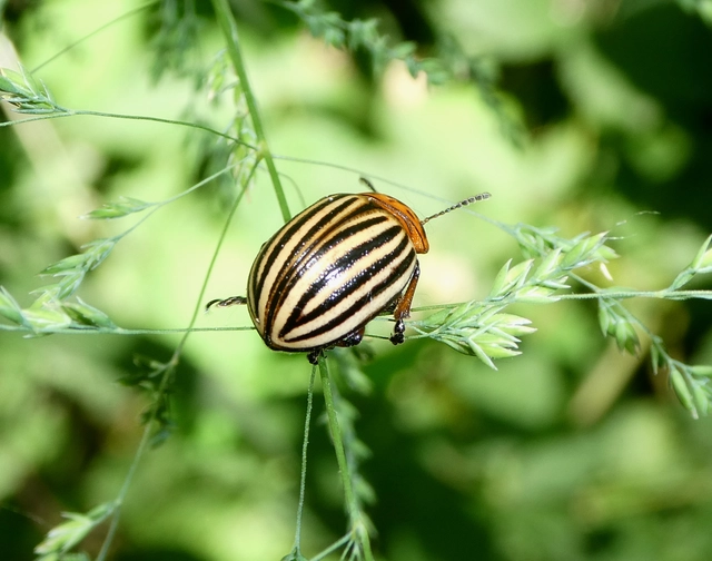 Leptinotarsa decemlineata - burgonyabogár