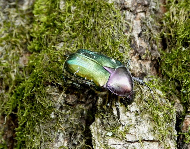 Cetonia aurata - aranyos virágbogár