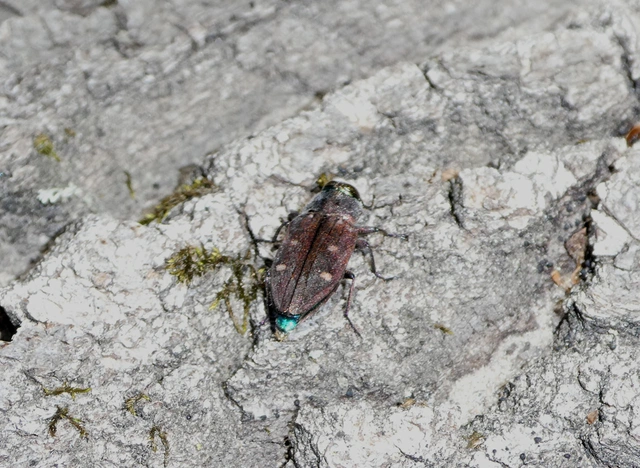 Chrysobothris affinis - aranypettyes díszbogár