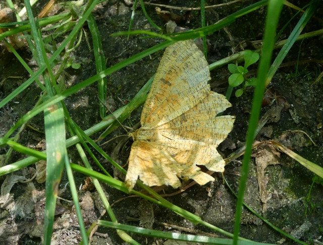 Angerona prunaria - sárga kökényaraszoló