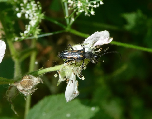 Anoplodera sexguttata - foltos virágcincér
