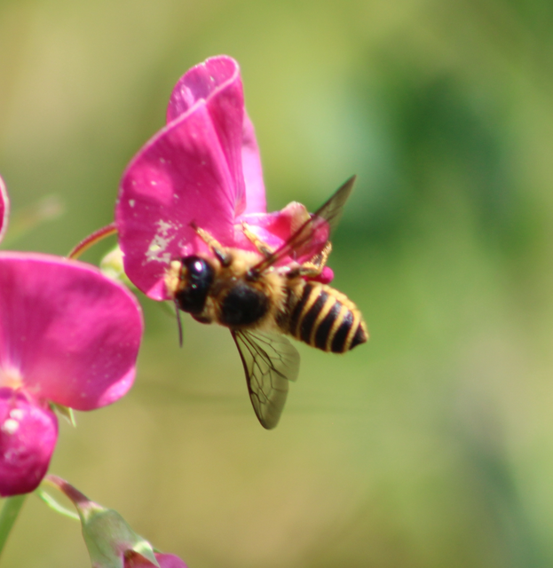 Megachile ericetorum