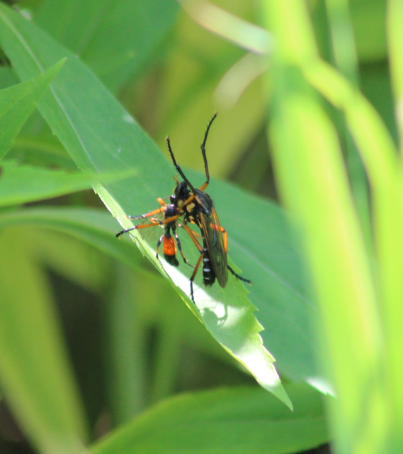 Molobratia teutonus