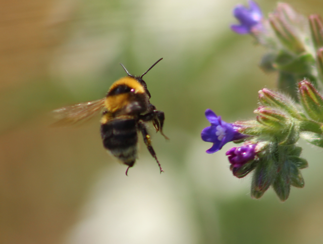 Bombus ruderatus - ligeti poszméh