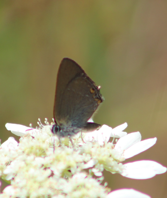 Satyrium acaciae - akác-csücsköslepke
