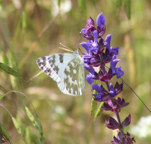 Pontia edusa - rezedalepke