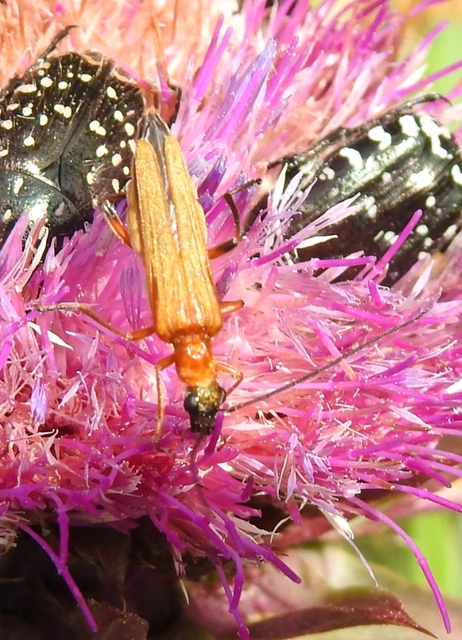 Oedemera podagrariae - székfű-álcincér