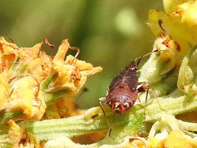 Deraeocoris ruber - vöröses mezeipoloska