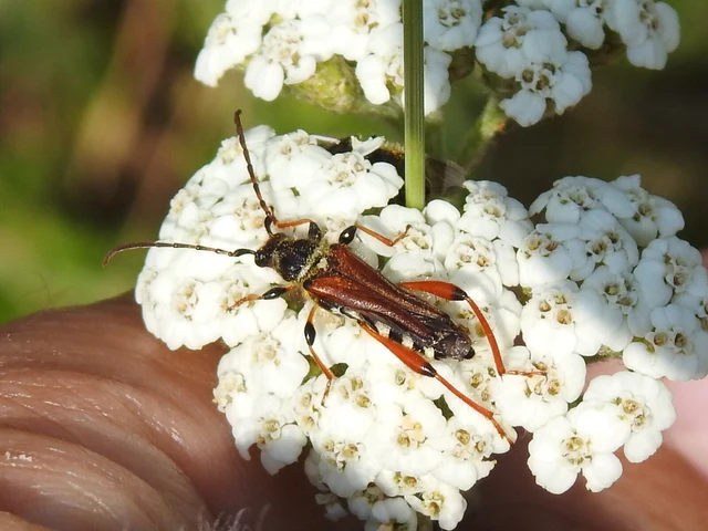 Stenopterus rufus - tarkacsápú keskenyfedőscincér