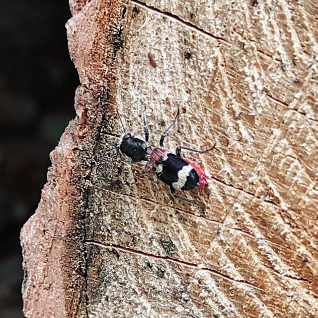 Clerus mutillarius - feketenyakú szúfarkas