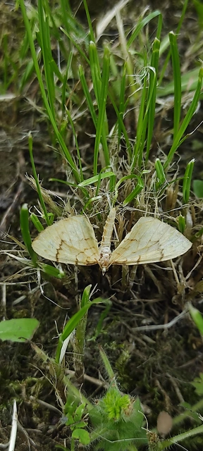 Eulithis pyraliata - sárga galajaraszoló