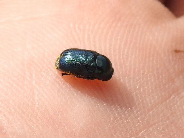 Cryptocephalus violaceus - sötétkék zömökbogár Cryptocephalus violaceus - sötétkék zömökbogár