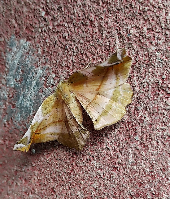 Apeira syringaria - orgona-araszoló