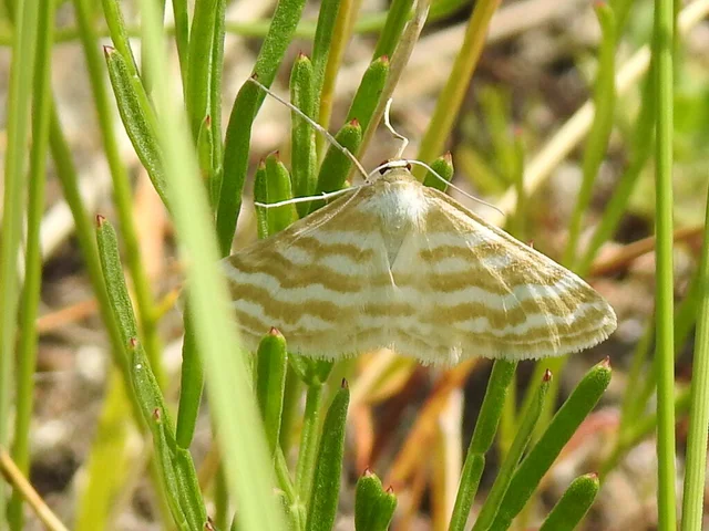 Idaea sericeata - selymes sávosaraszoló