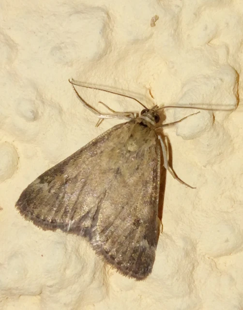 Pyrausta despicata - réti bíbormoly