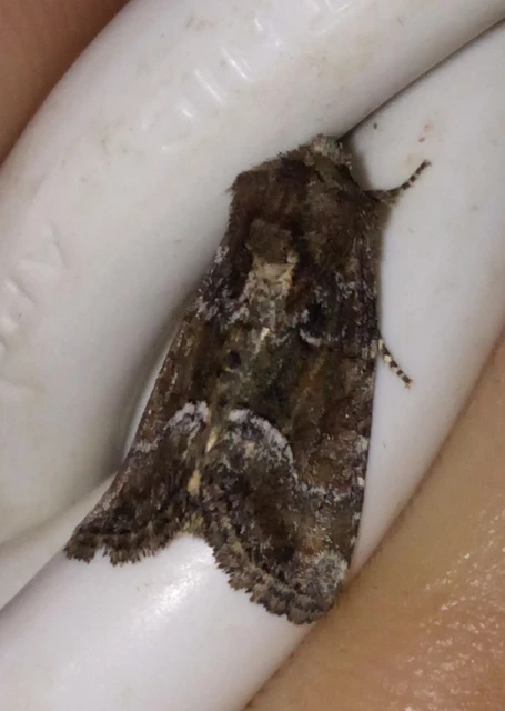 Oligia strigilis/latruncula/versicolor