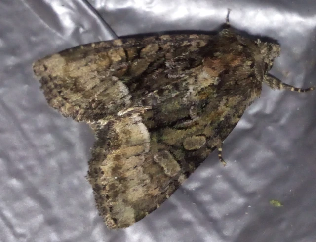 Oligia strigilis/latruncula/versicolor