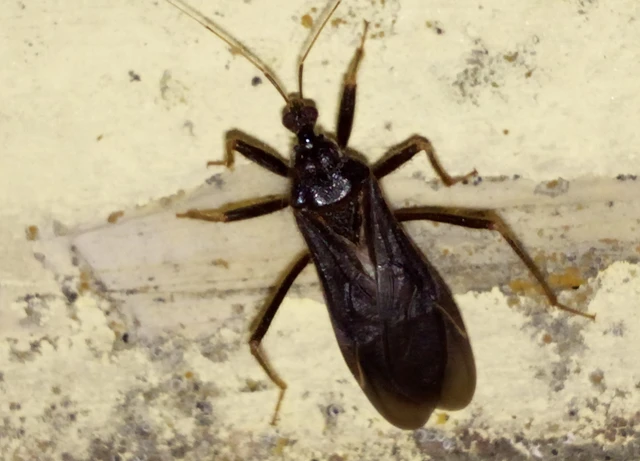 Reduvius personatus - szemetes zugpoloska