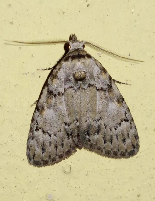 Meganola strigula - hamvas pamacsosszövő