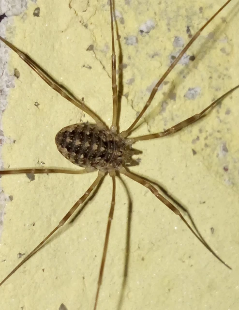 Opiliones - Kaszáspókok