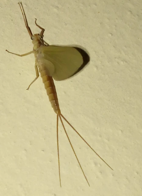 Potamanthus luteus - folyamvirág