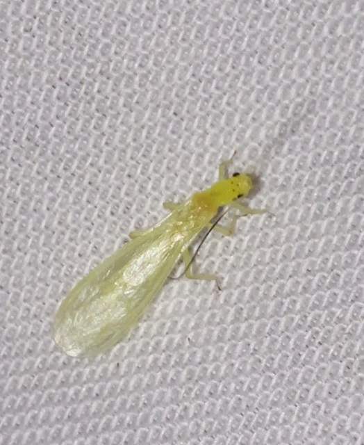 Plecoptera - Álkérészek